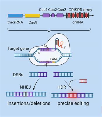 Effect of CRISPR/Cas9-Edited PD-1/PD-L1 on Tumor Immunity and Immunotherapy